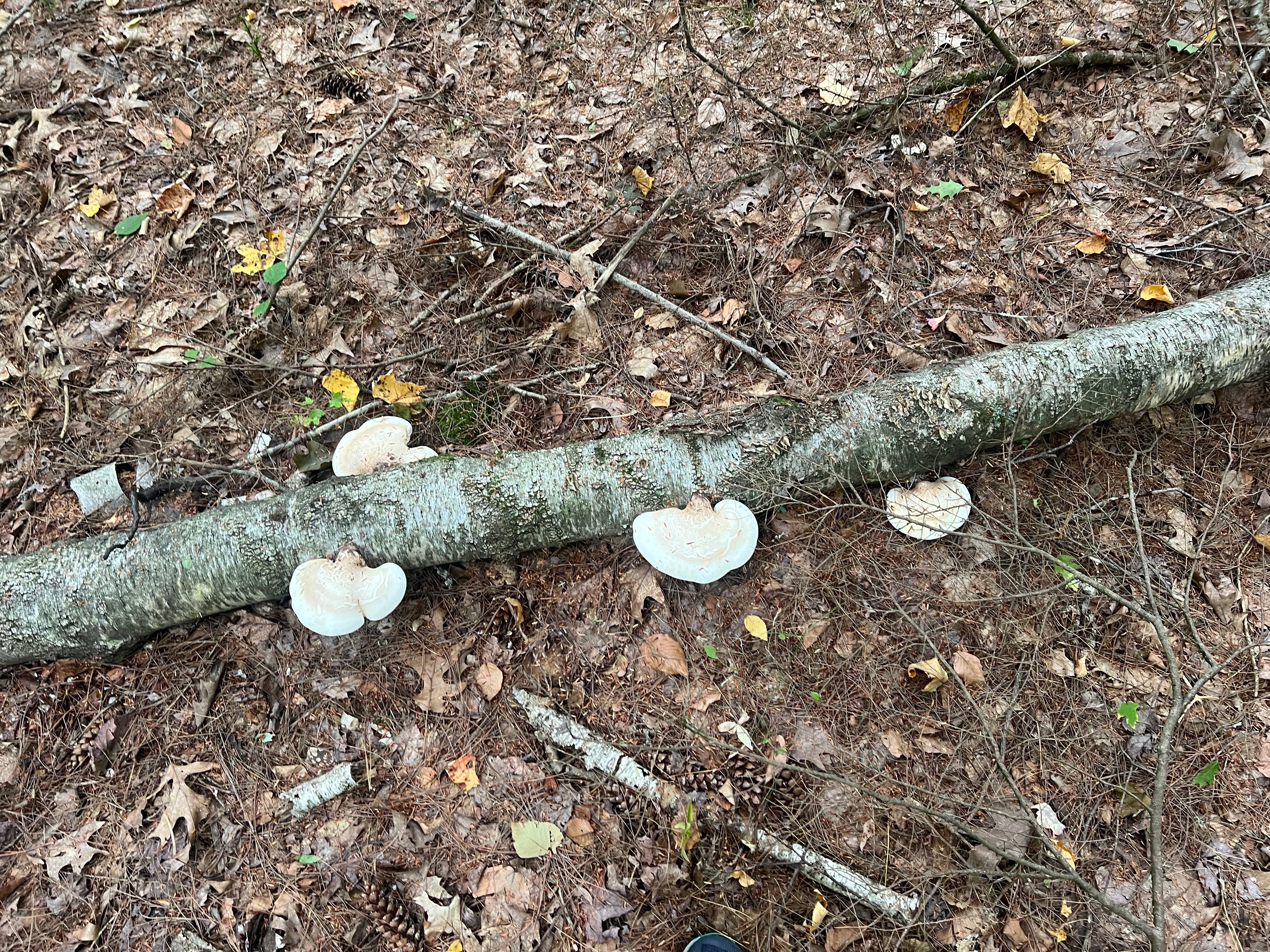 Fomitopsis betulina